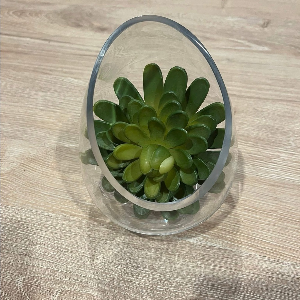 Green Succulent in Clear Glass Terrarium